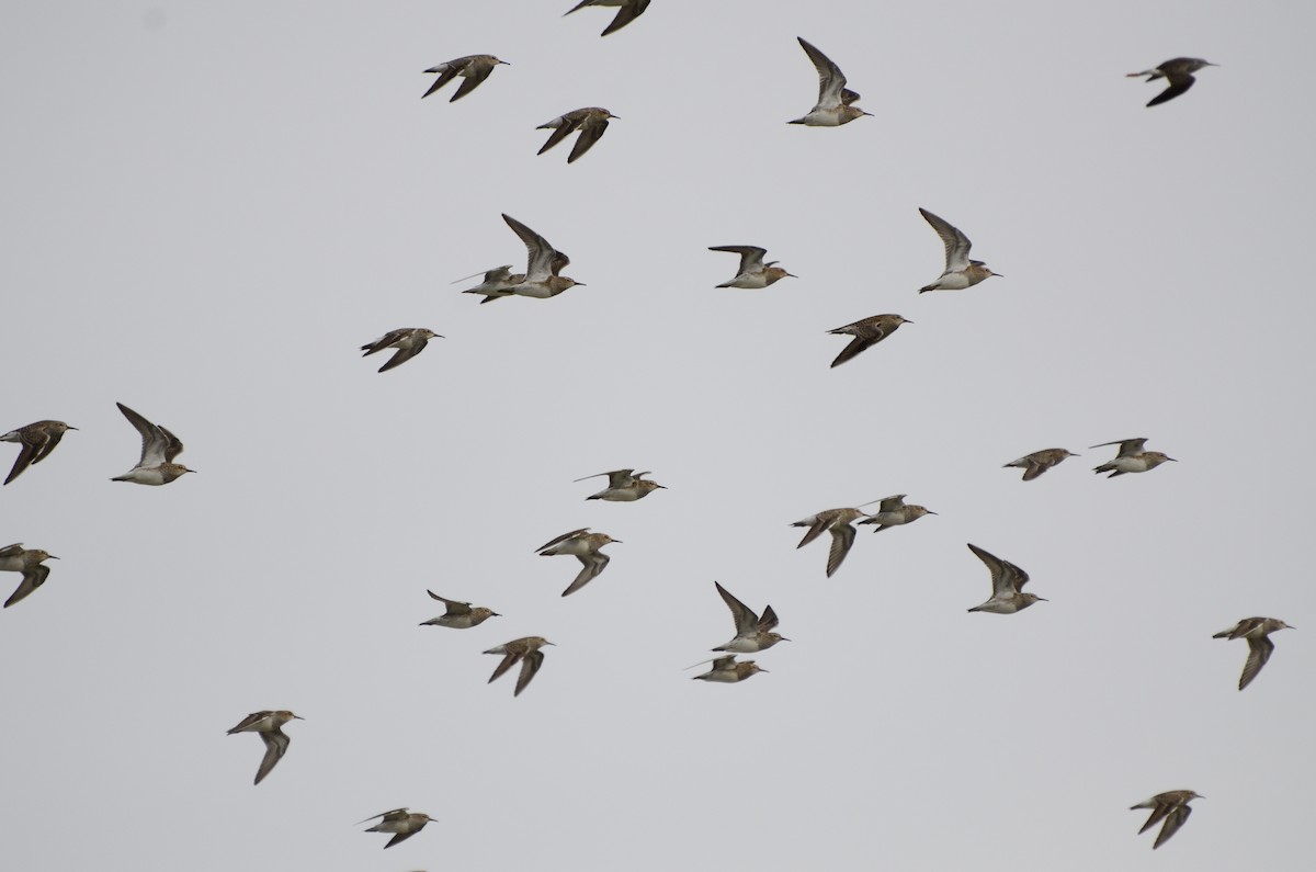 Pectoral Sandpiper - ML618869565