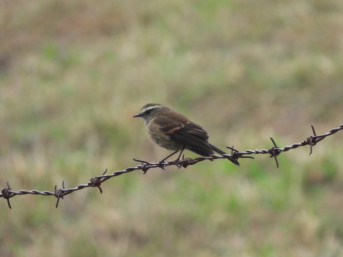 Brown-backed Chat-Tyrant - Narváez Meléndez