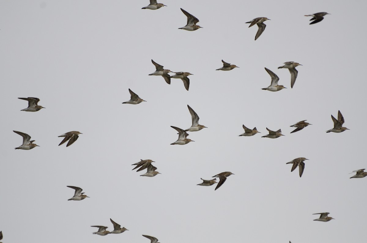 Pectoral Sandpiper - ML618869569