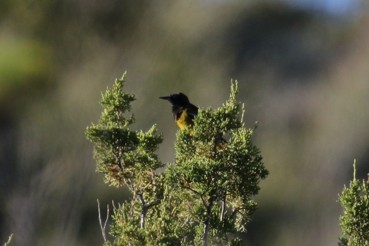 Scott's Oriole - Louis Hoeniger