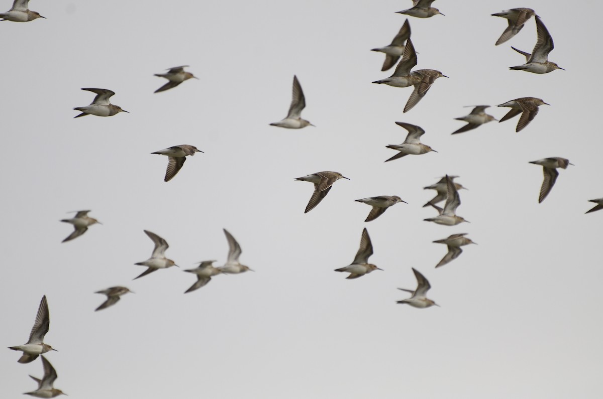 Pectoral Sandpiper - ML618869572