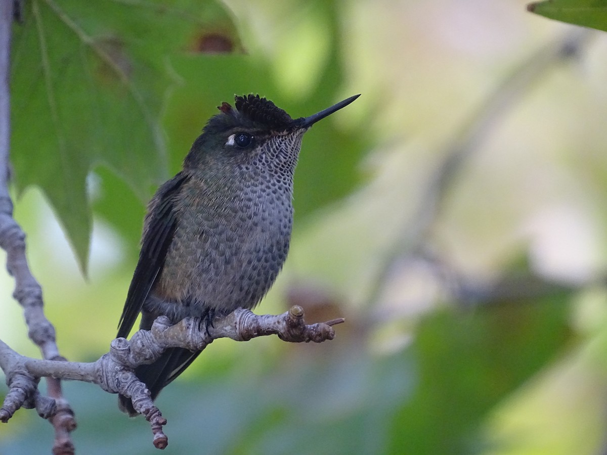 Green-backed Firecrown - José Ignacio Catalán Ruiz