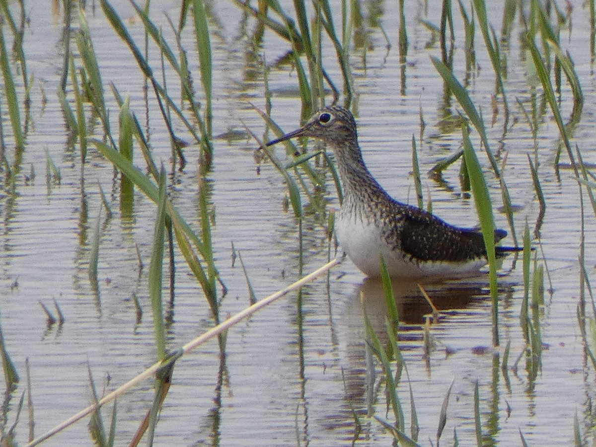 Solitary Sandpiper - ML618869576