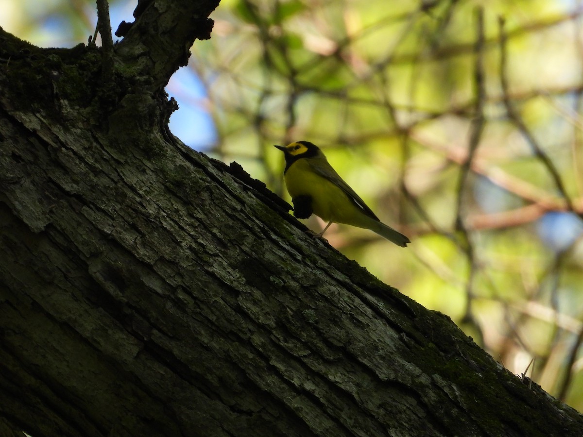 Hooded Warbler - Ezekiel  Van