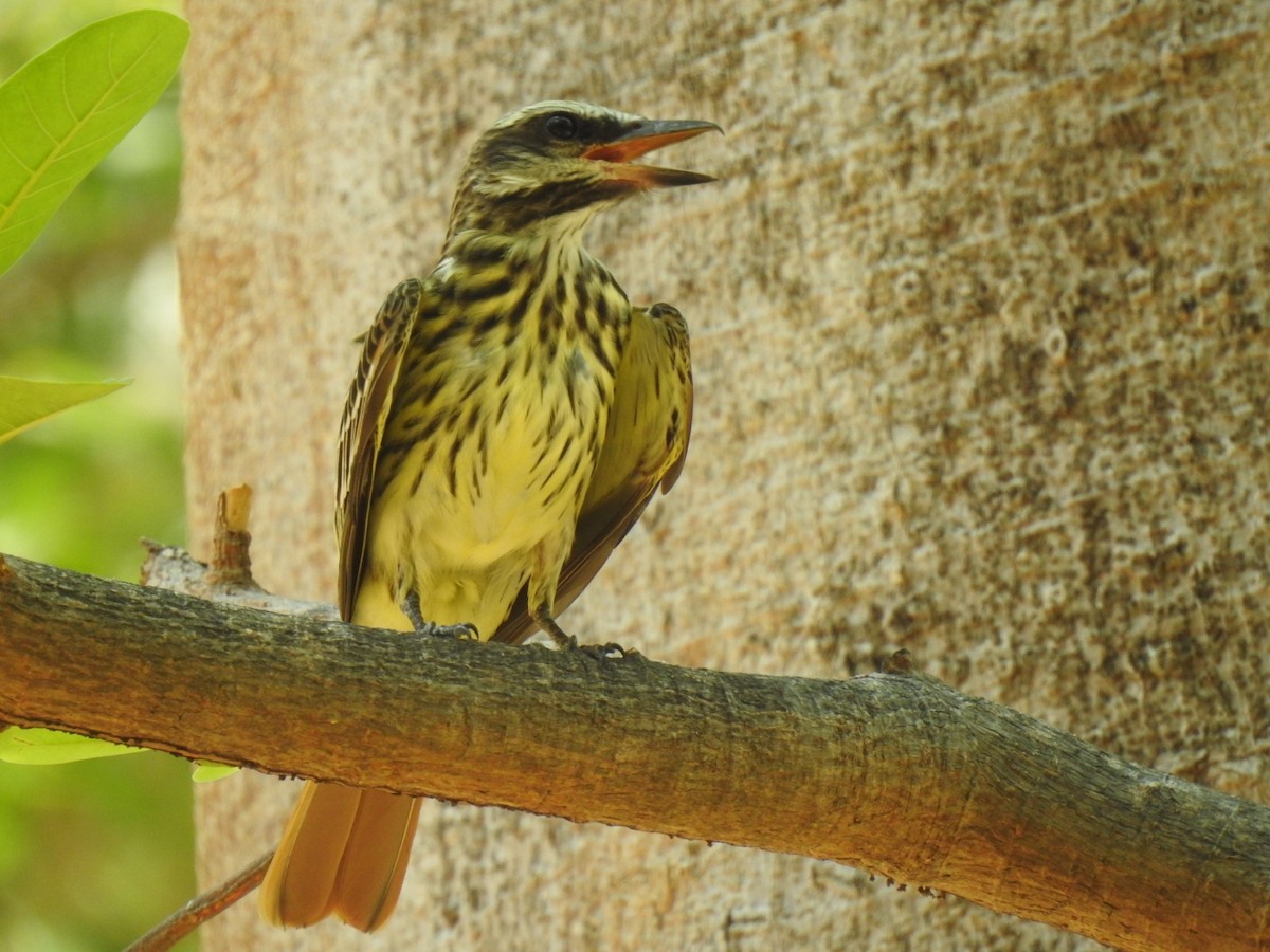 Sulphur-bellied Flycatcher - ML618869592