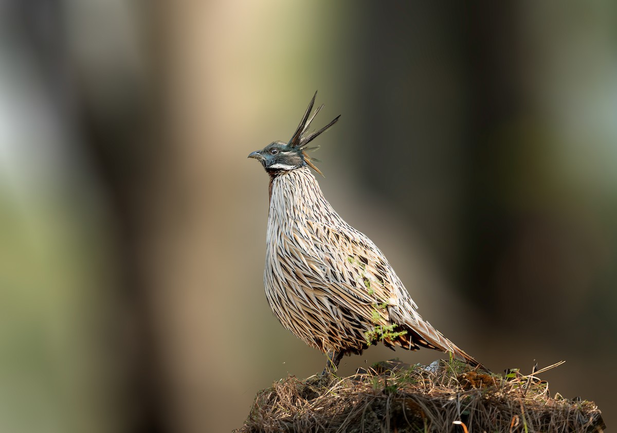 Koklass Pheasant - Anonymous