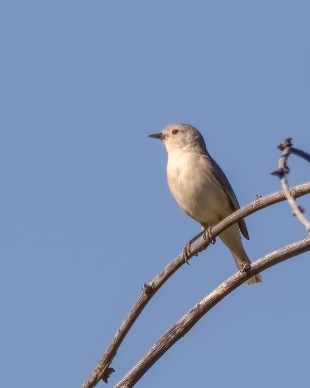 Lucy's Warbler - Dan Weisz