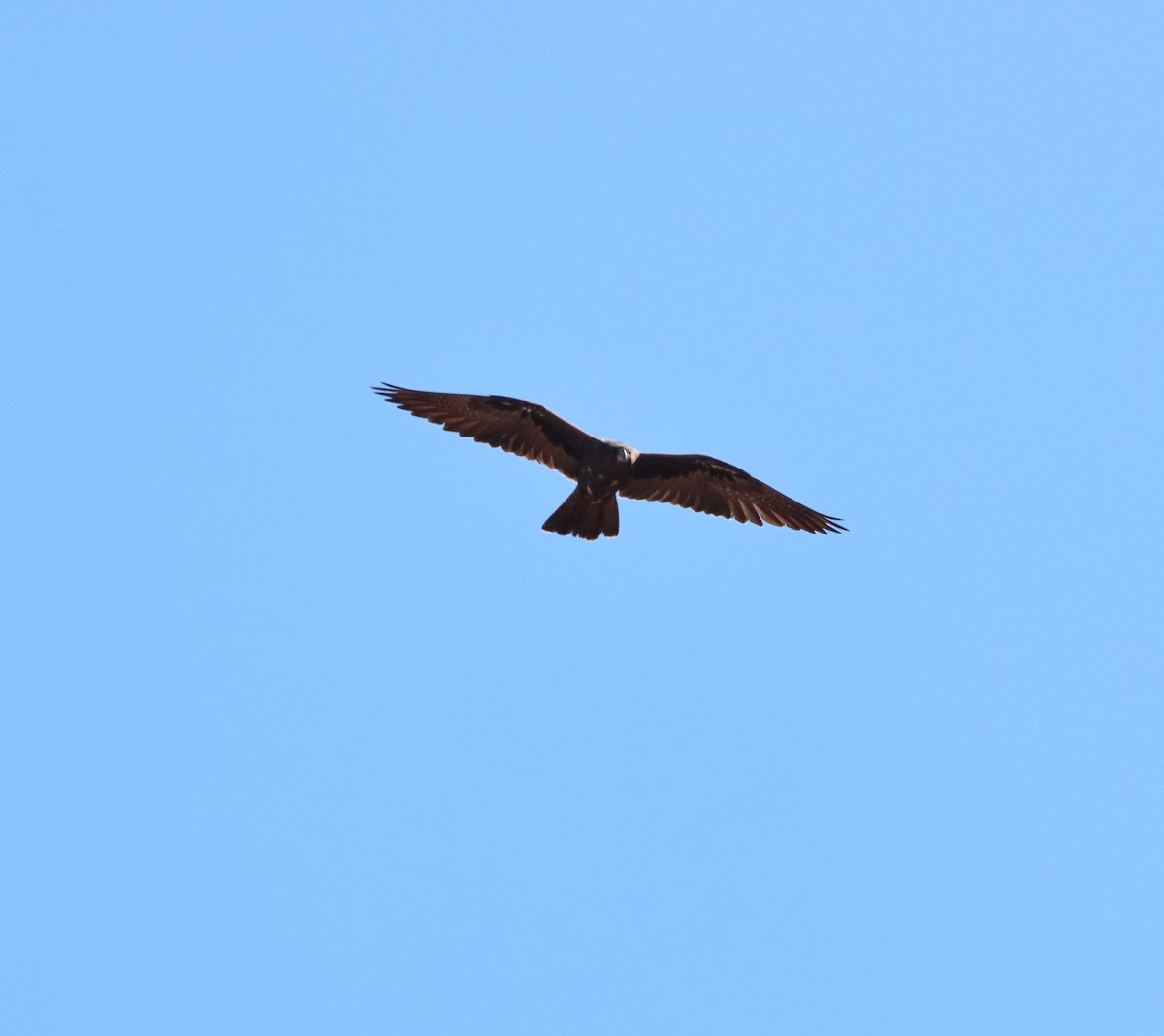 Black Falcon - Elly Phelan