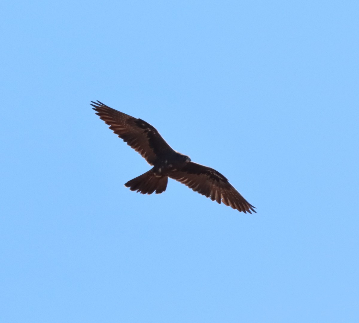 Black Falcon - Elly Phelan
