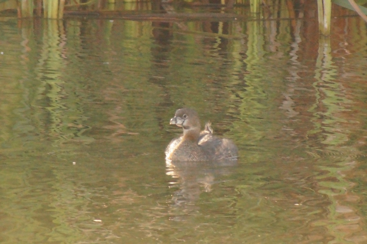 Pied-billed Grebe - Rodrigo Jorquera Gonzalez