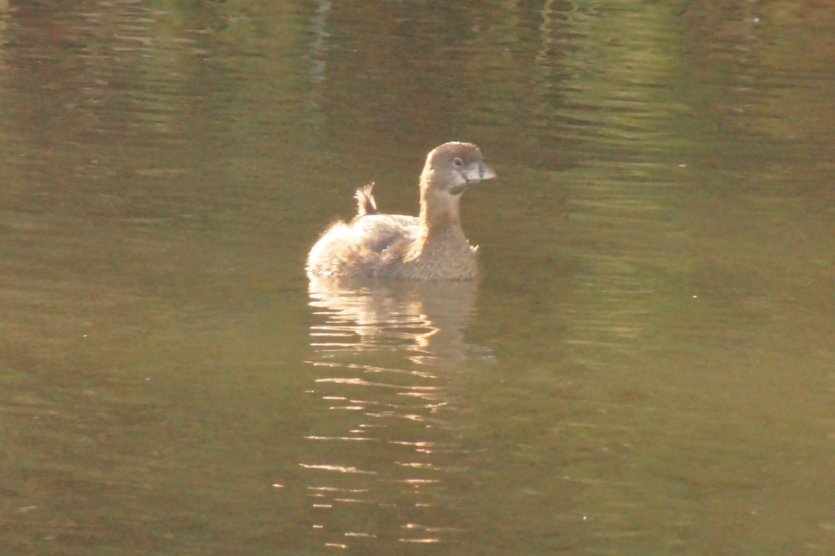 Pied-billed Grebe - Rodrigo Jorquera Gonzalez