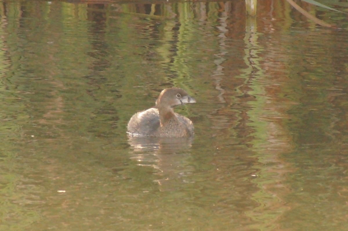 Pied-billed Grebe - Rodrigo Jorquera Gonzalez