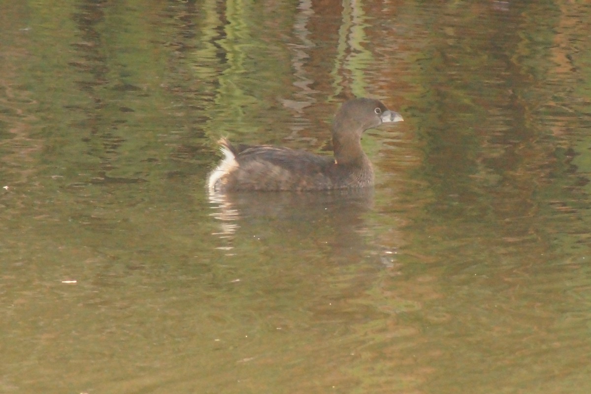 Pied-billed Grebe - Rodrigo Jorquera Gonzalez