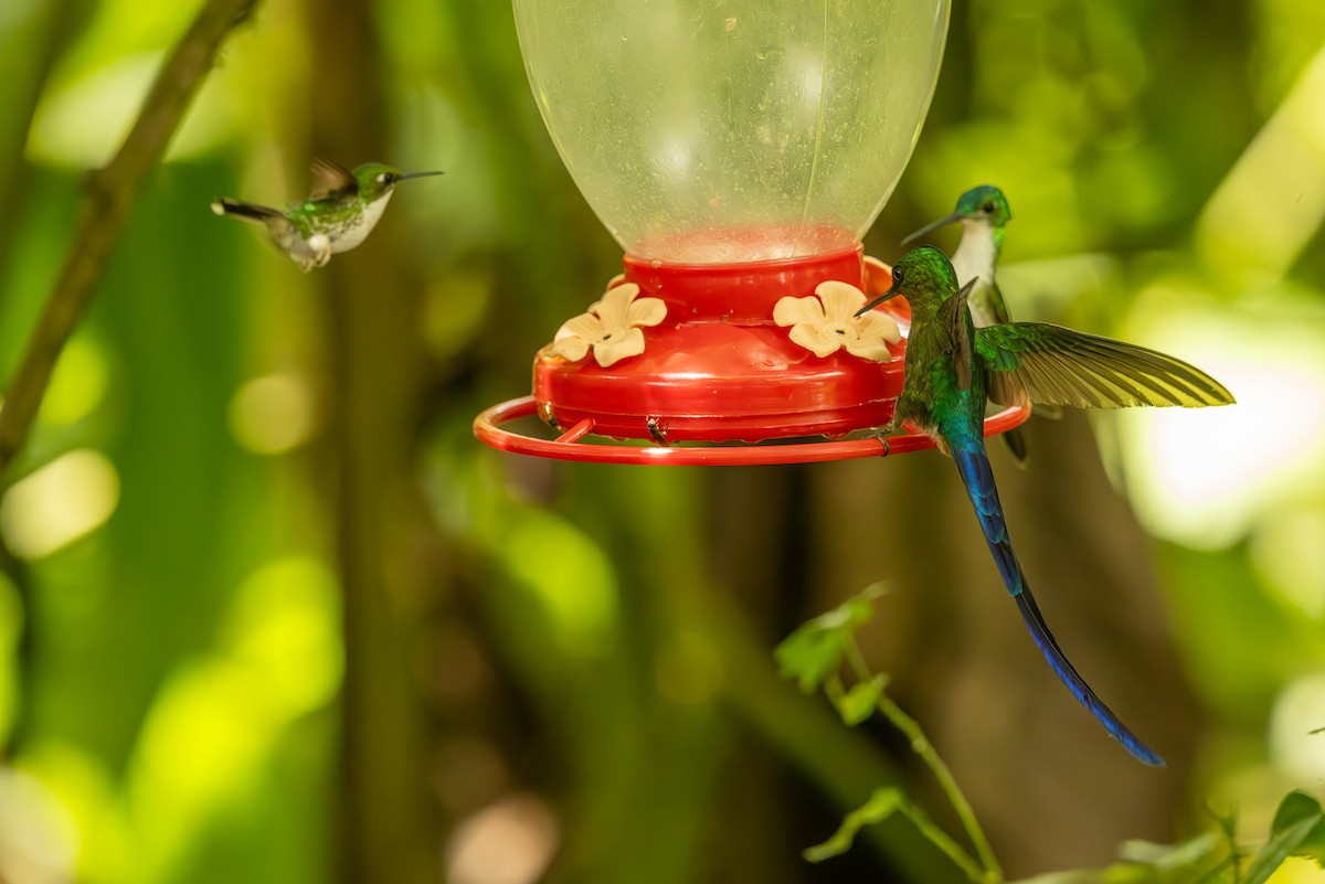 Violet-tailed Sylph - Anil Nair