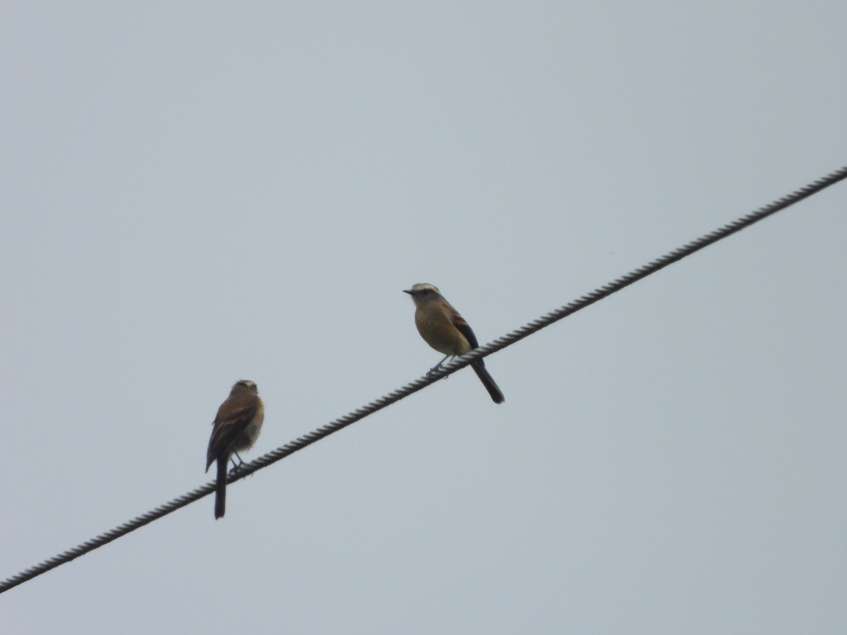 Brown-backed Chat-Tyrant - Narváez Meléndez