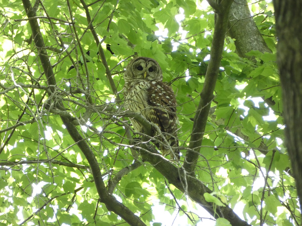 Barred Owl - Benjamin Ormond