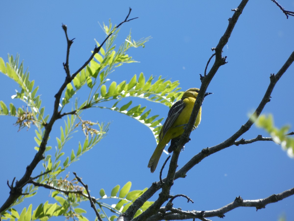 Orchard Oriole - Benjamin Ormond