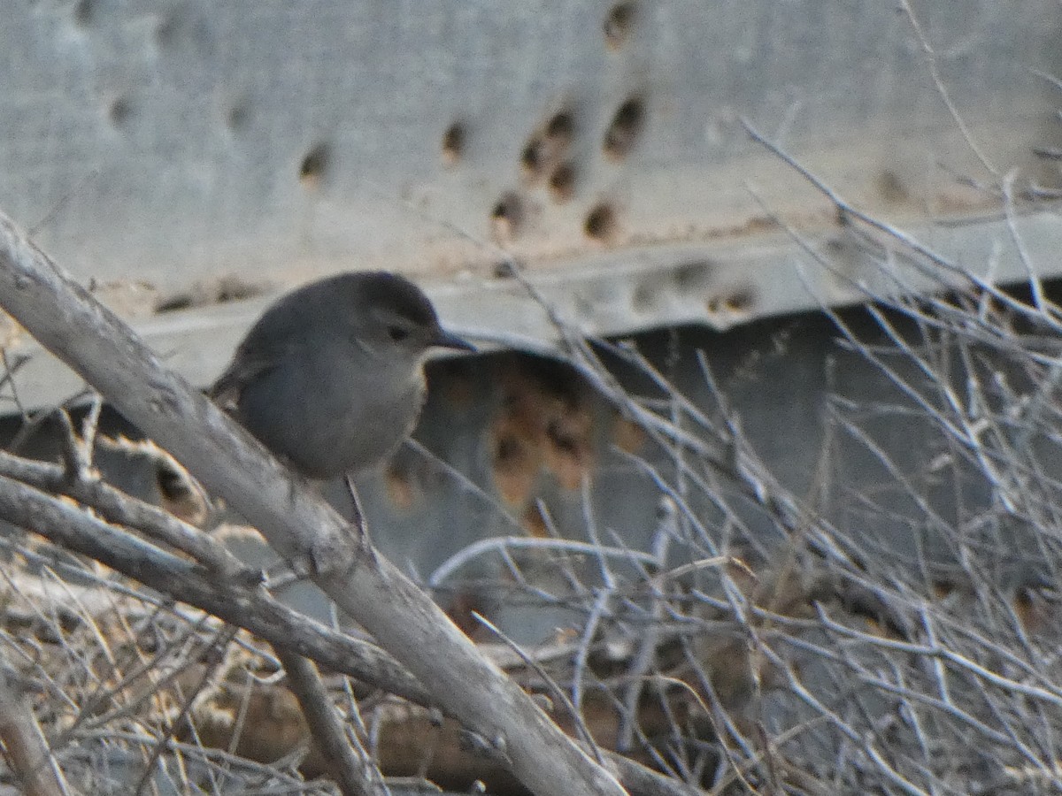 Gray Catbird - Christopher Rustay