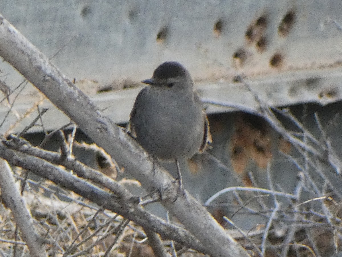 Gray Catbird - Christopher Rustay