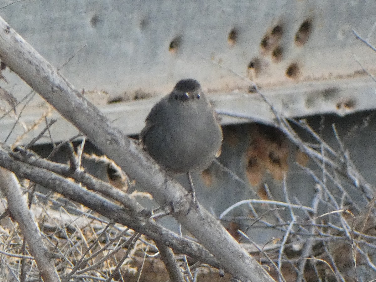 Gray Catbird - Christopher Rustay