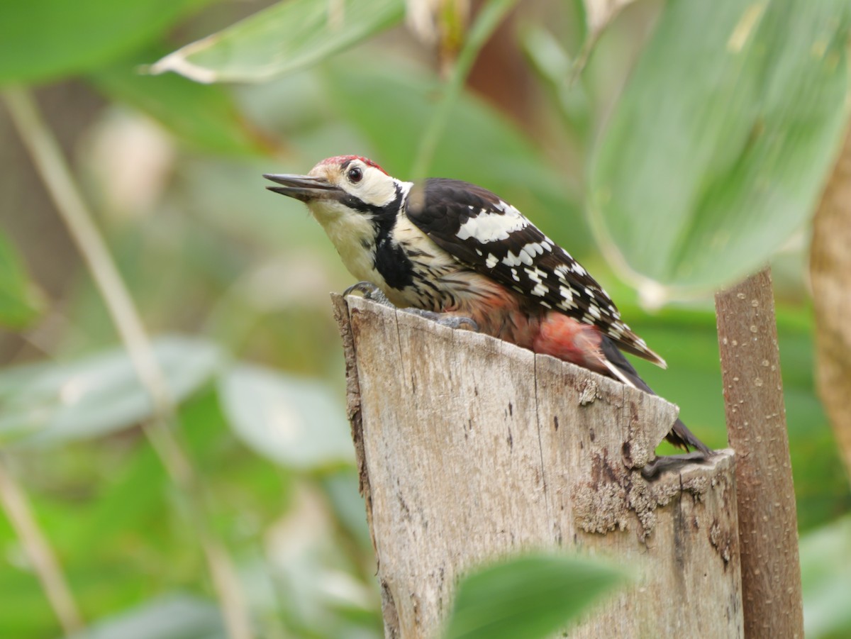 White-backed Woodpecker - としふみ しみず