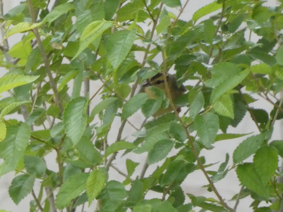 Worm-eating Warbler - Christopher Rustay