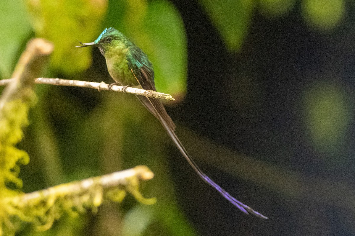 Violet-tailed Sylph - Anil Nair