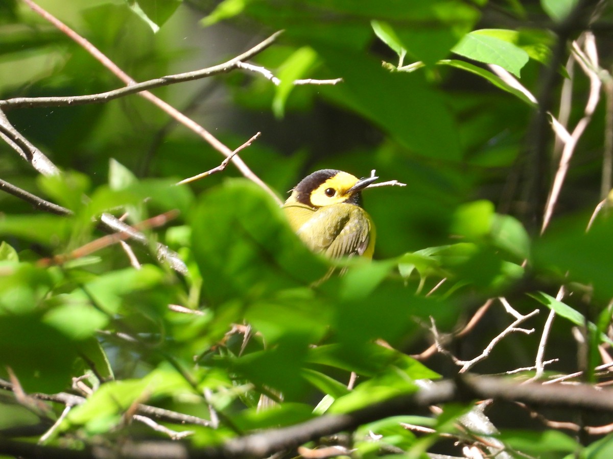 Hooded Warbler - Ezekiel  Van