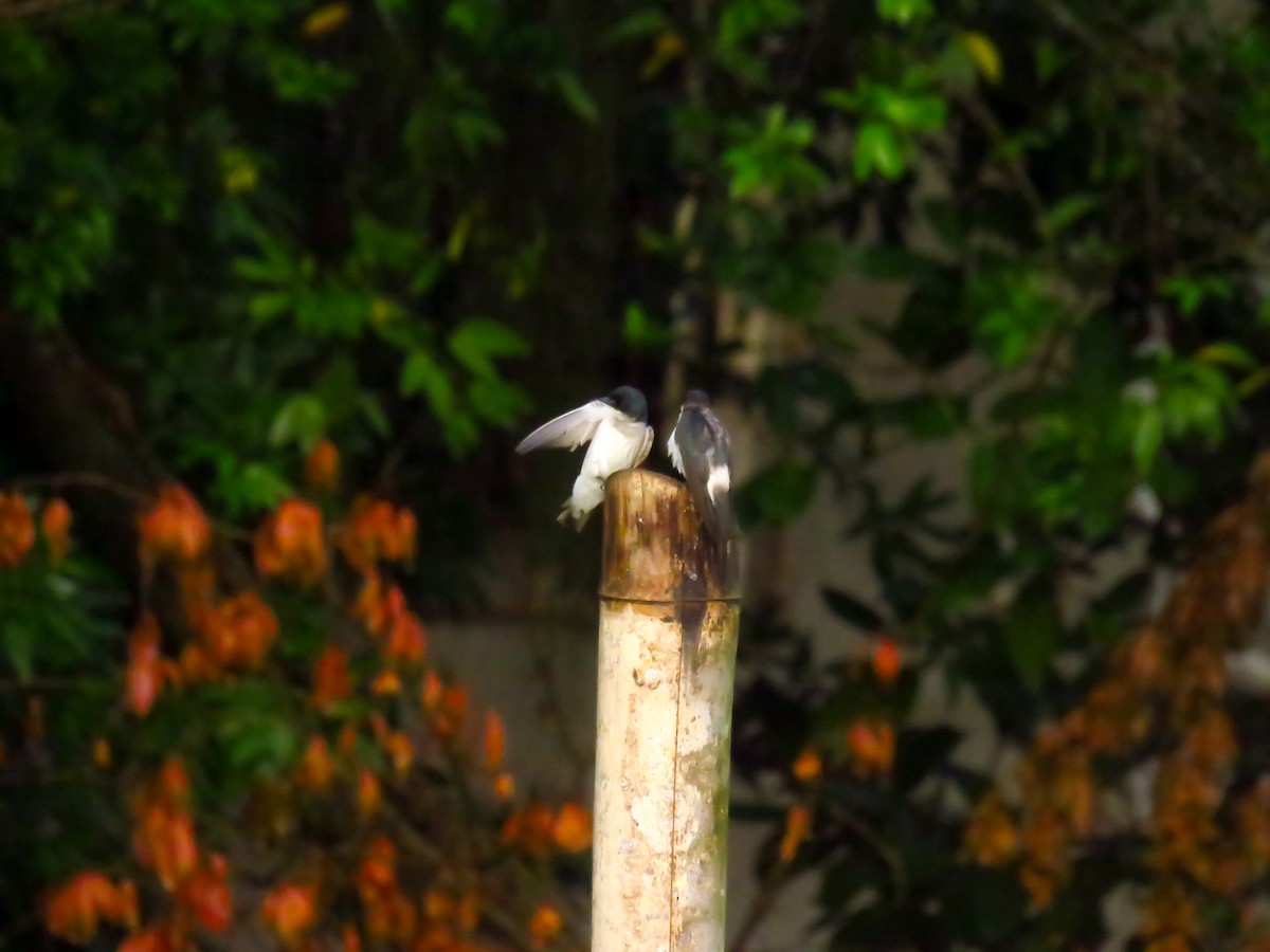 Mangrove Swallow - Anonymous