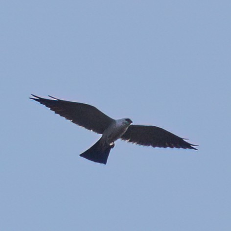 Mississippi Kite - Kirill Belashchenko