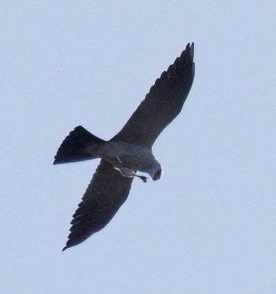 Mississippi Kite - Kirill Belashchenko