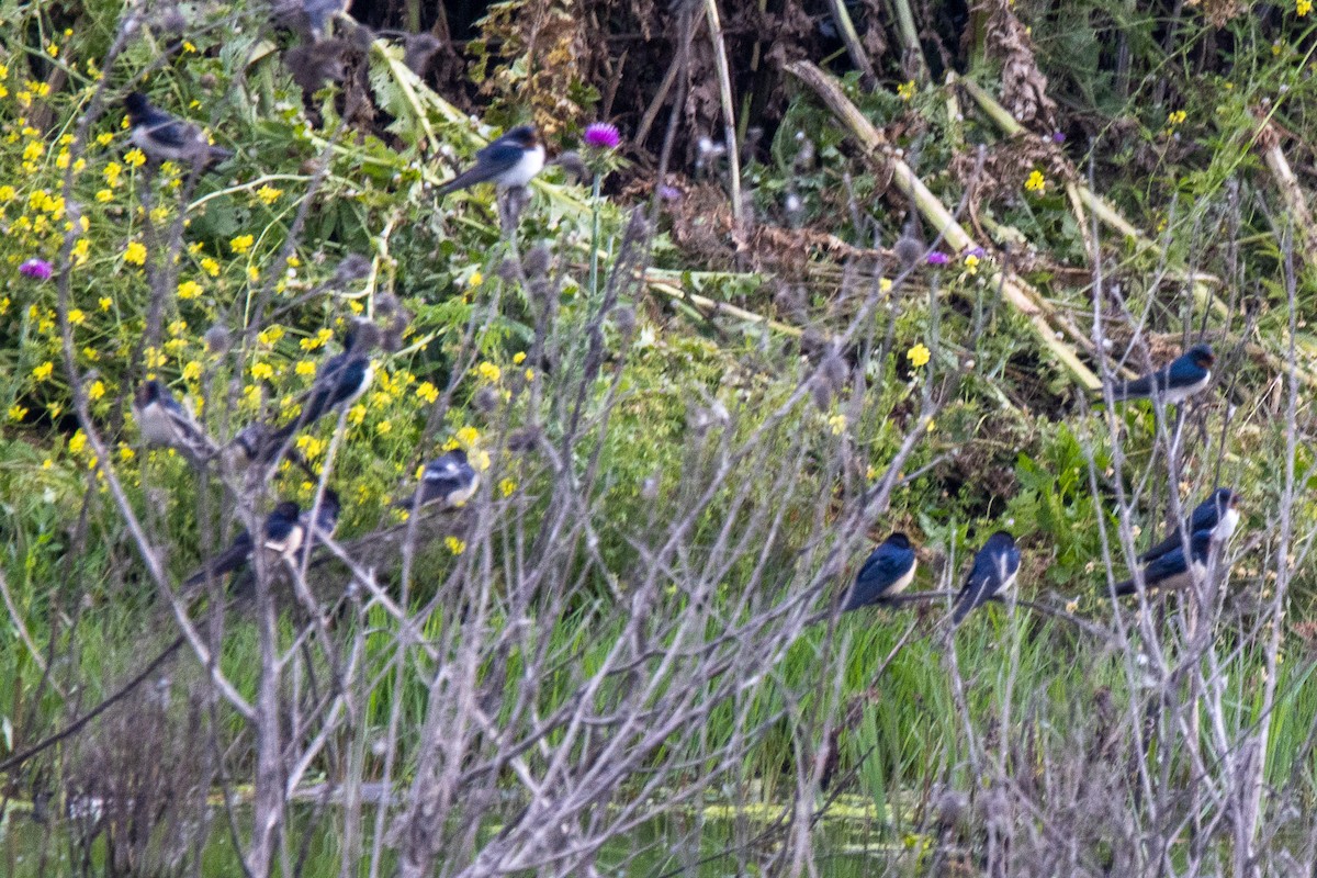 Barn Swallow - YILMAZ TANIYICI