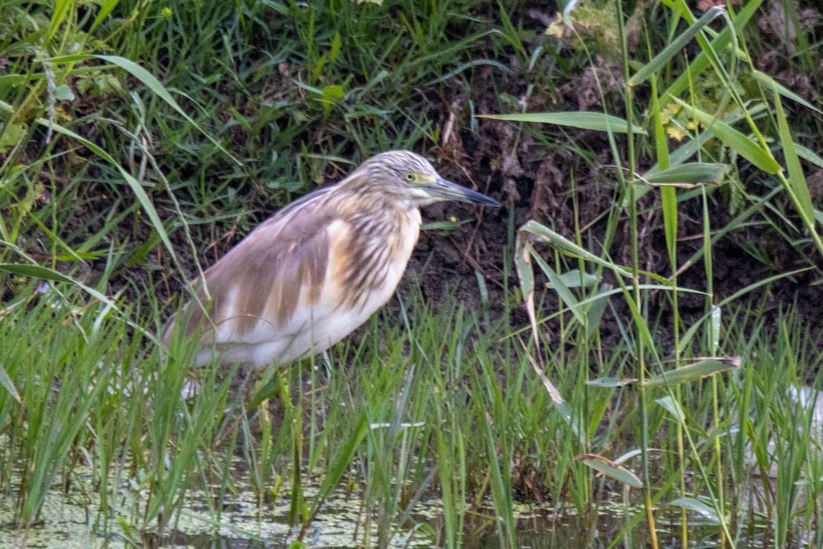 Squacco Heron - YILMAZ TANIYICI