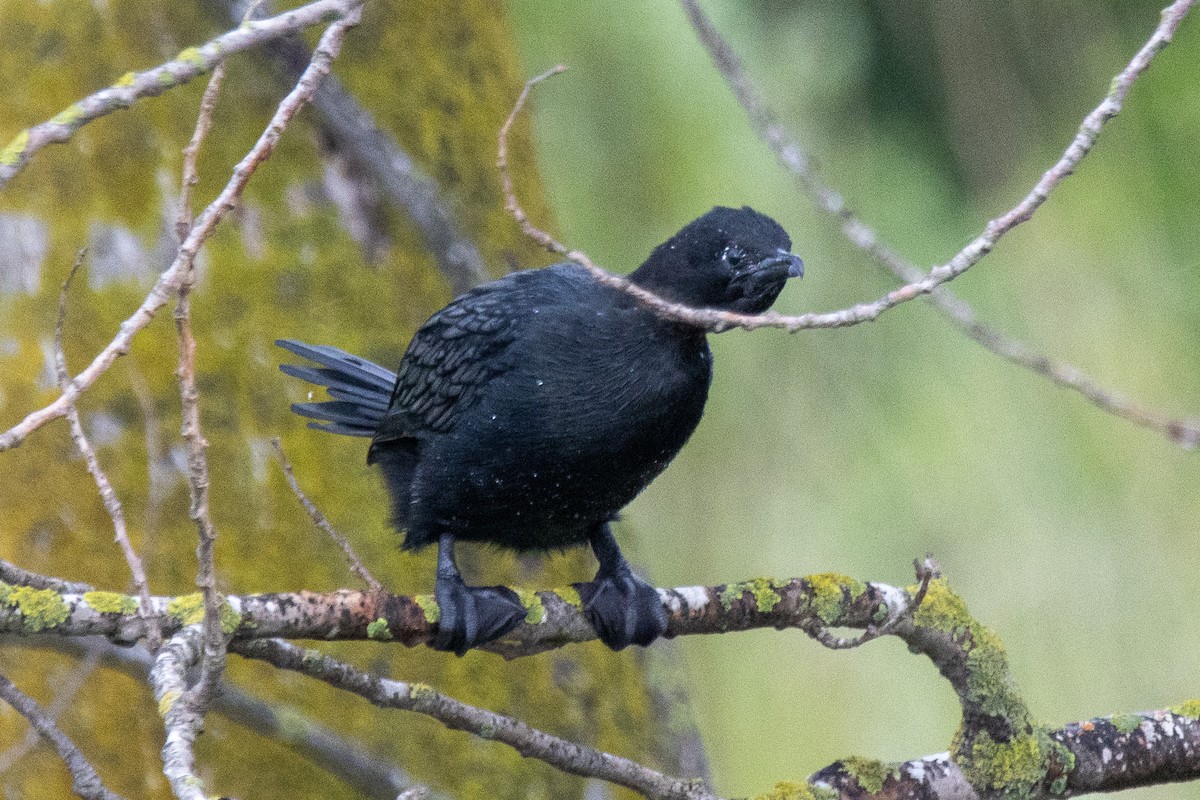 Pygmy Cormorant - YILMAZ TANIYICI