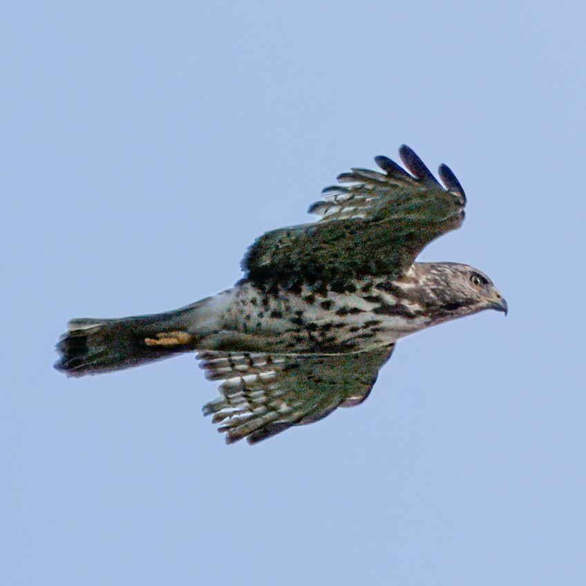 Broad-winged Hawk - Kirill Belashchenko