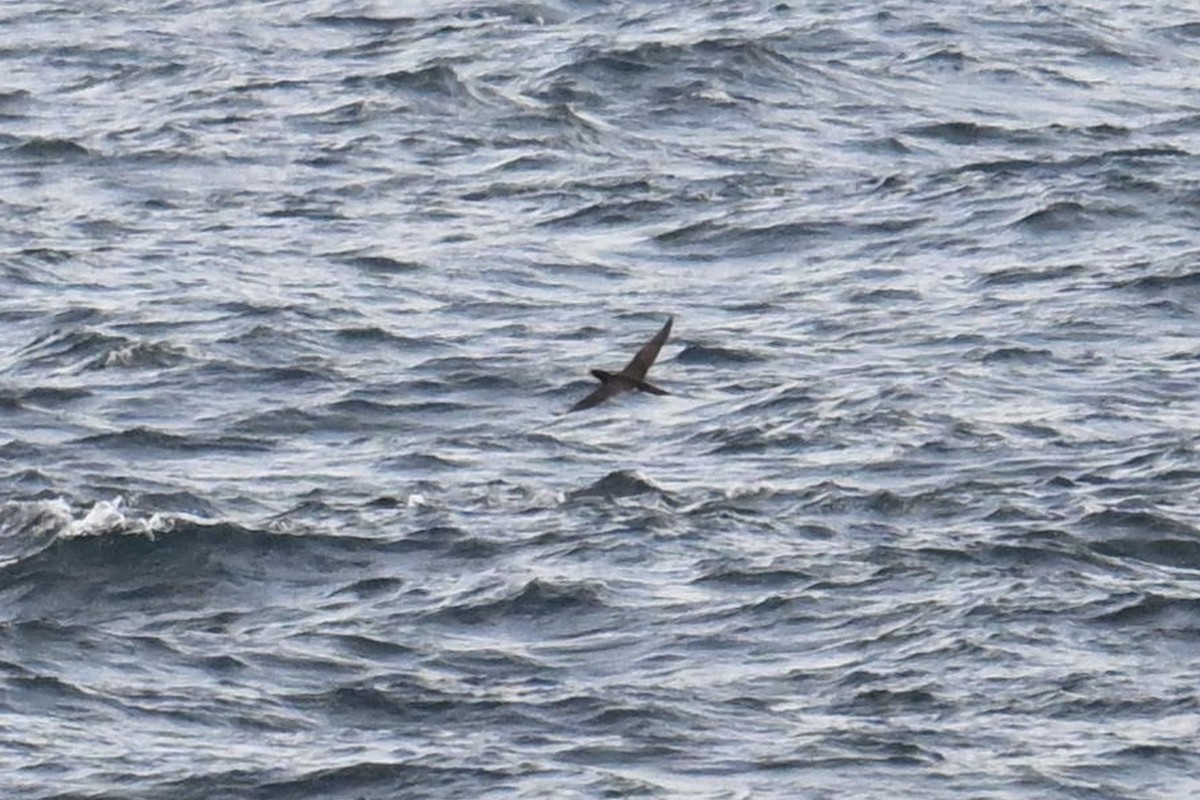 Brown Booby - Qin Huang