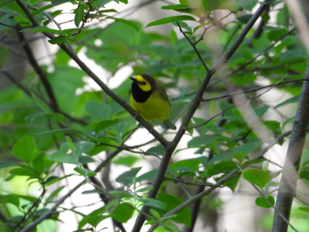 Hooded Warbler - Ezekiel  Van