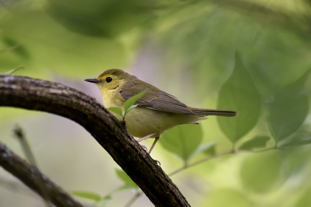 Hooded Warbler - Doug Crofton