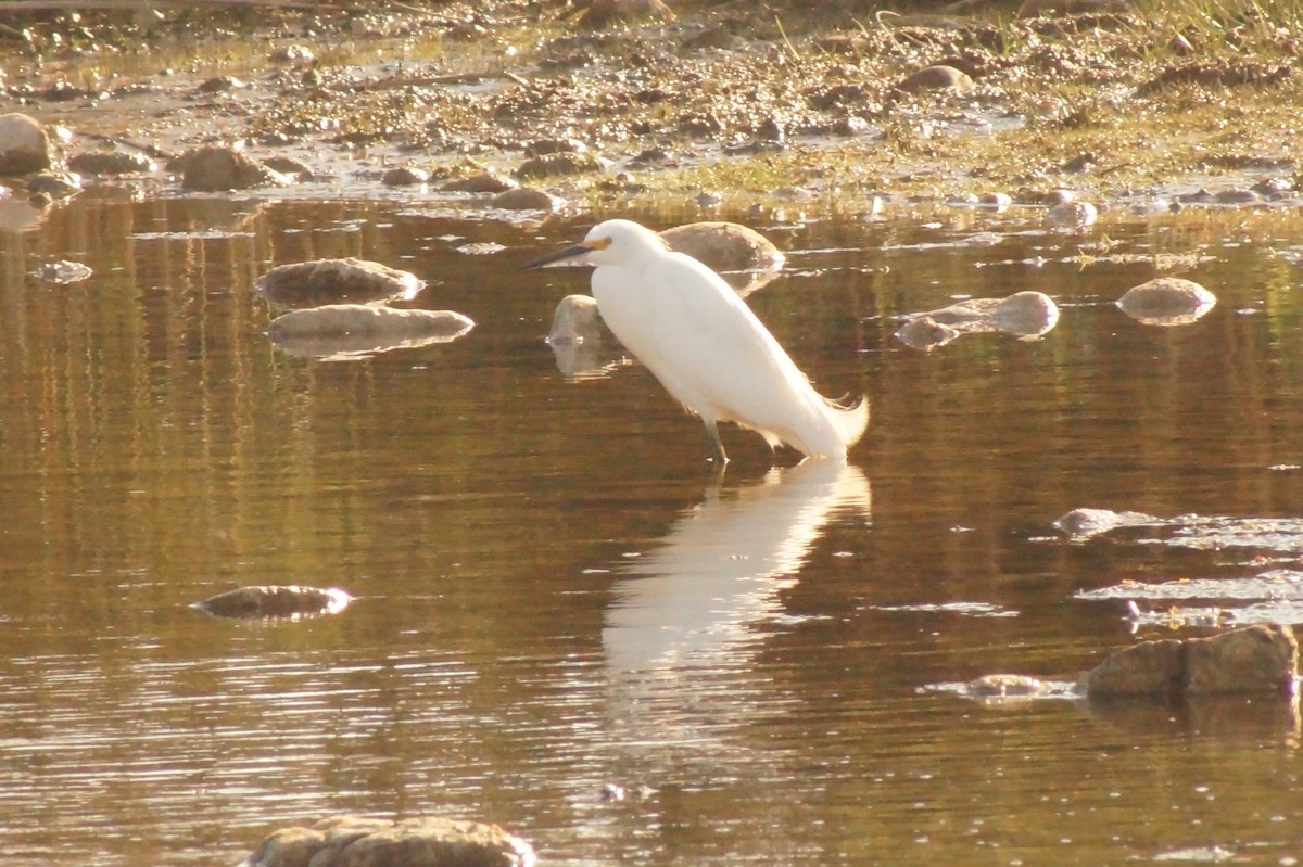 Snowy Egret - Rodrigo Jorquera Gonzalez