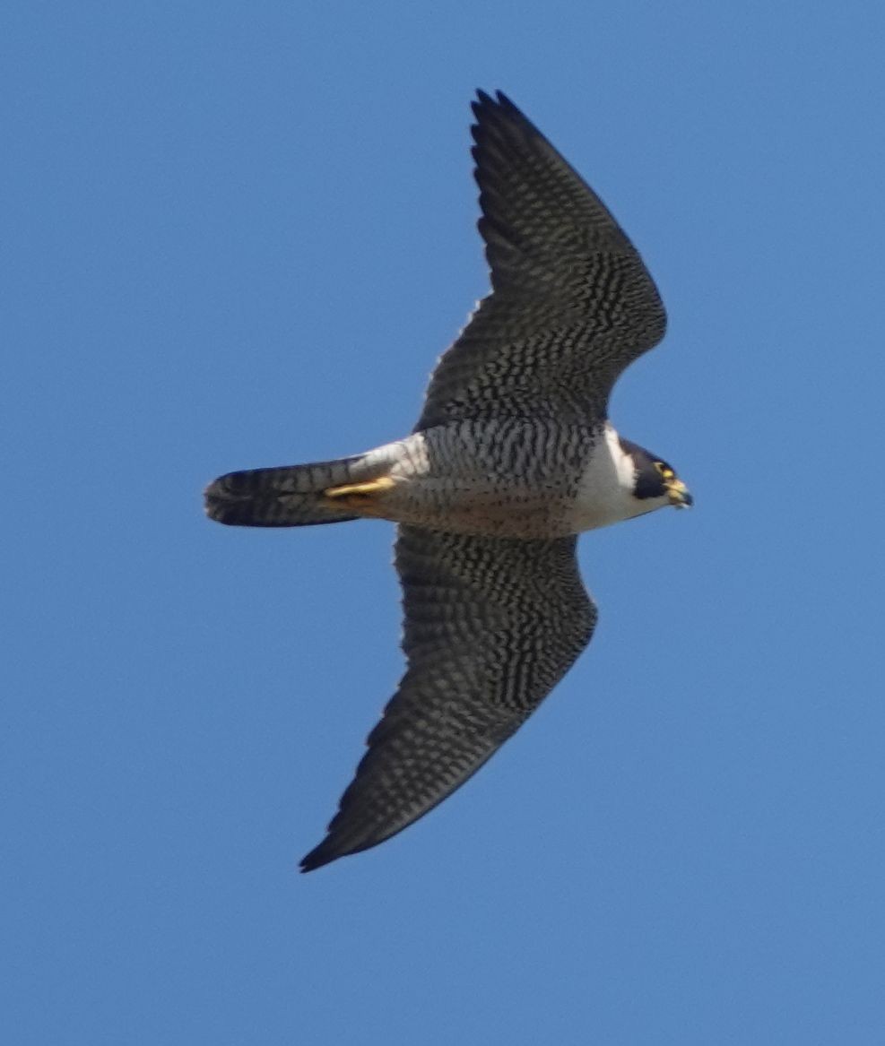 Peregrine Falcon - Brad Rumble