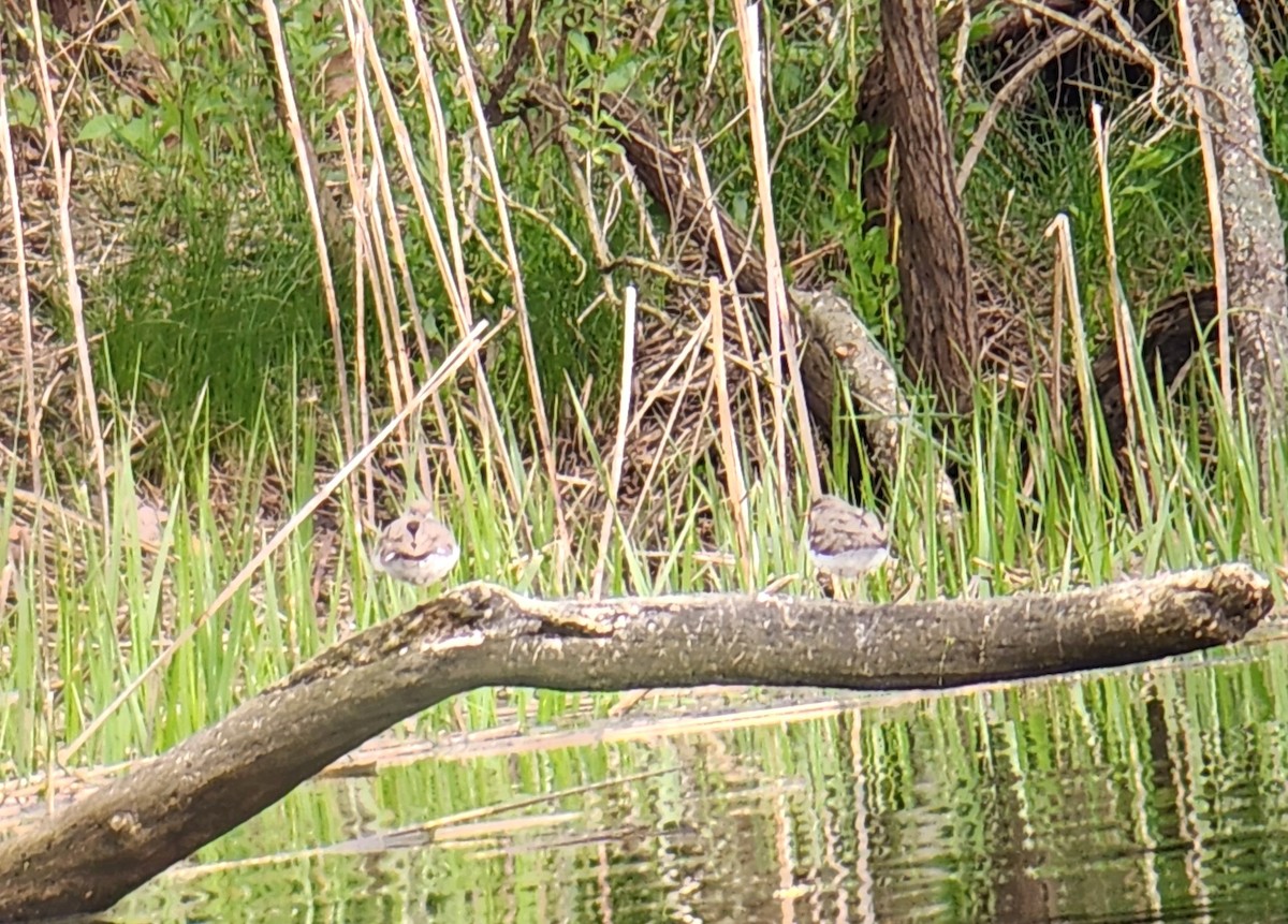 Spotted Sandpiper - ML618869825