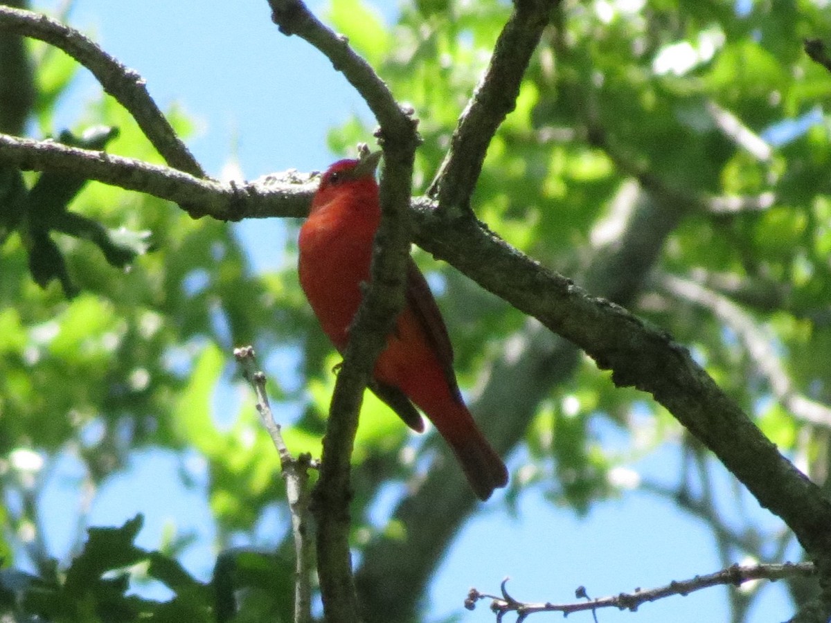 Summer Tanager - ML618869831