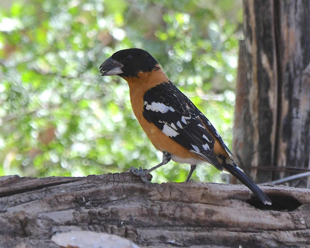 Black-headed Grosbeak - Ted Wolff