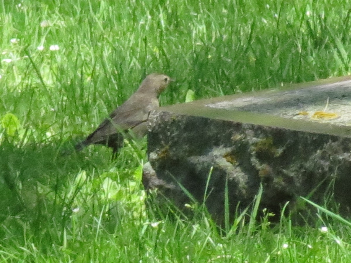 Brown-headed Cowbird - ML618869850