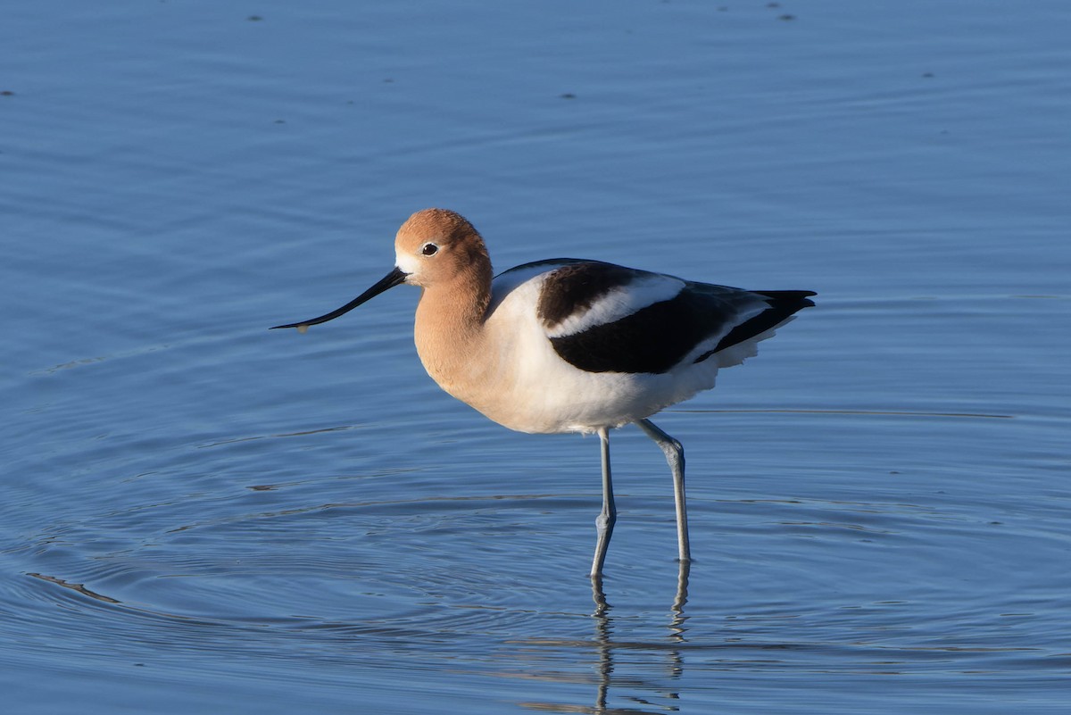 American Avocet - Gregg McClain