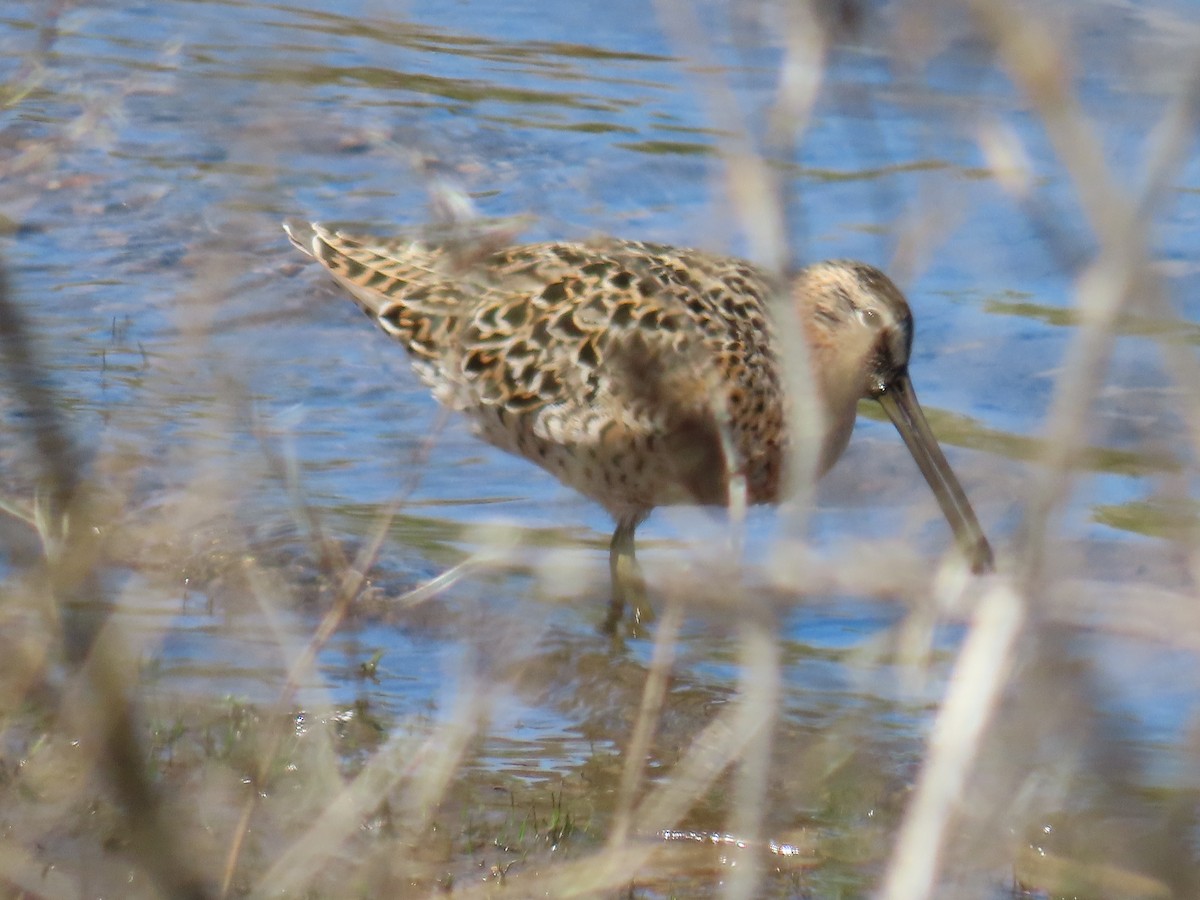 Short-billed Dowitcher - Christopher Tomera