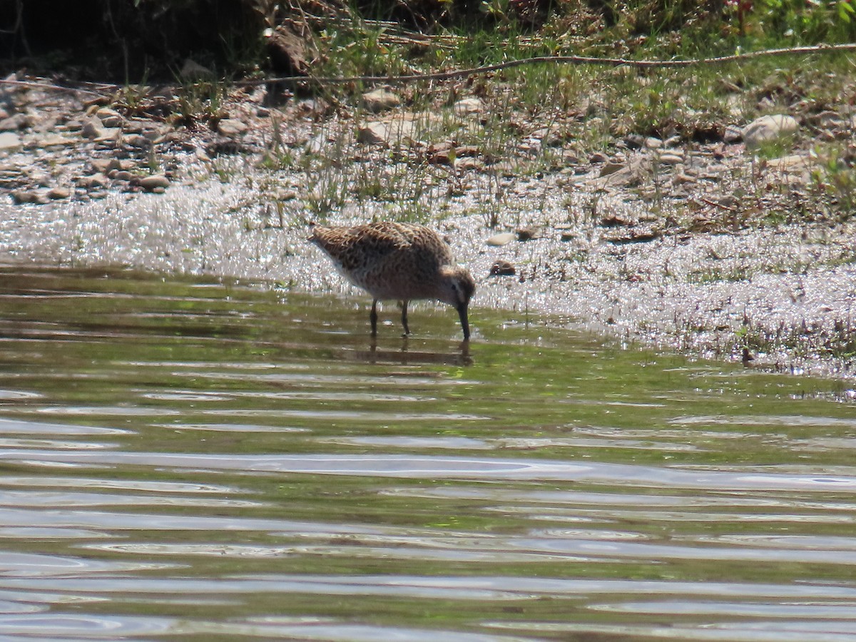 Short-billed Dowitcher - Christopher Tomera