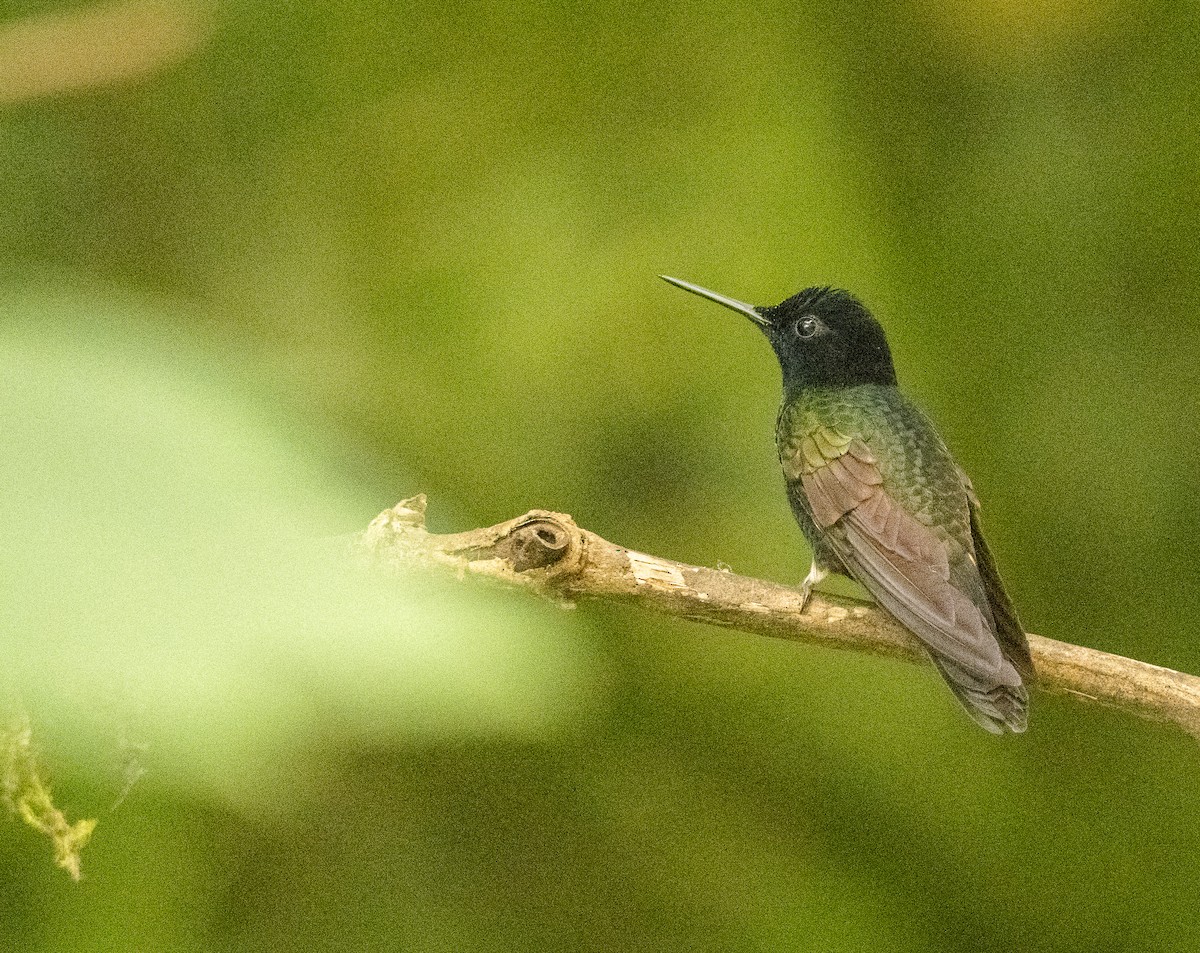 Buff-tailed Coronet - Anil Nair