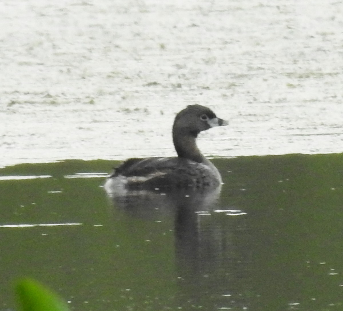 Pied-billed Grebe - Ed Escalante