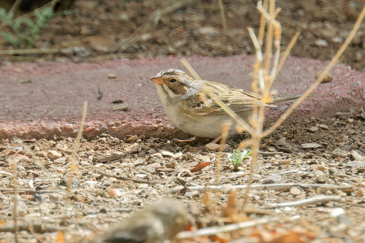 Clay-colored Sparrow - Bob Walker